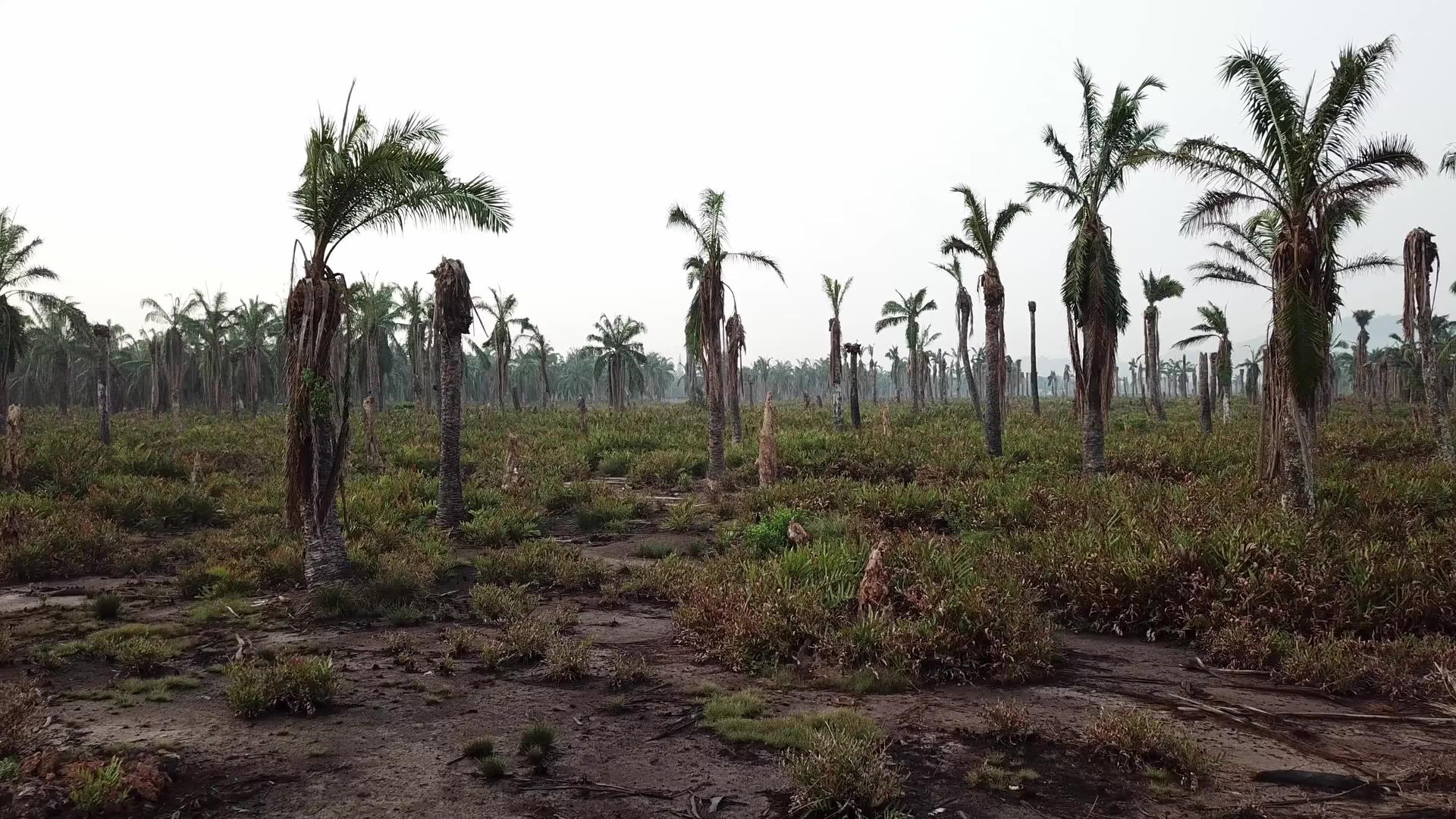 死棕榈树从高低角飞过视频的预览图