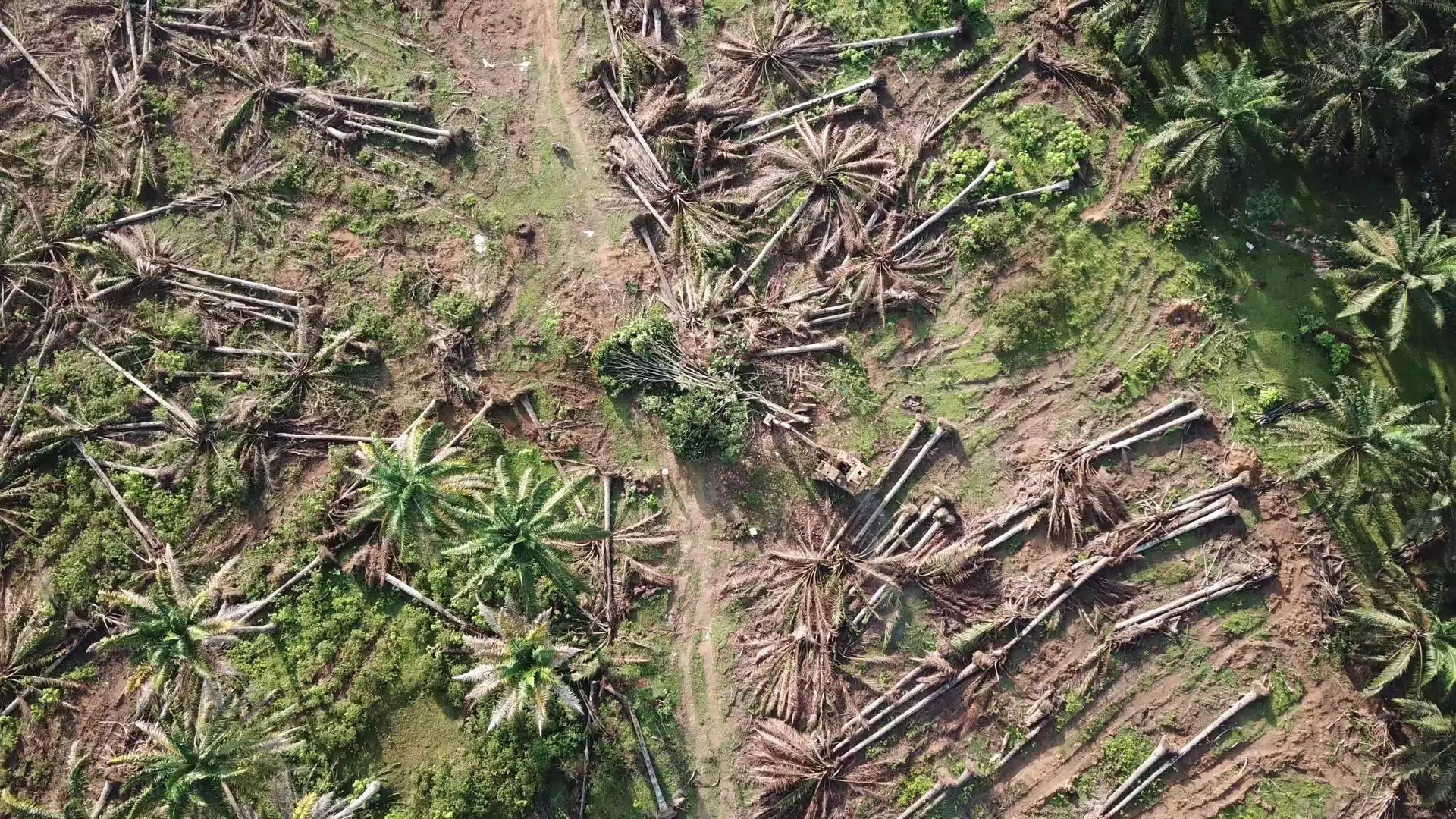 农民正在清理油棕榈树的上下视图视频的预览图