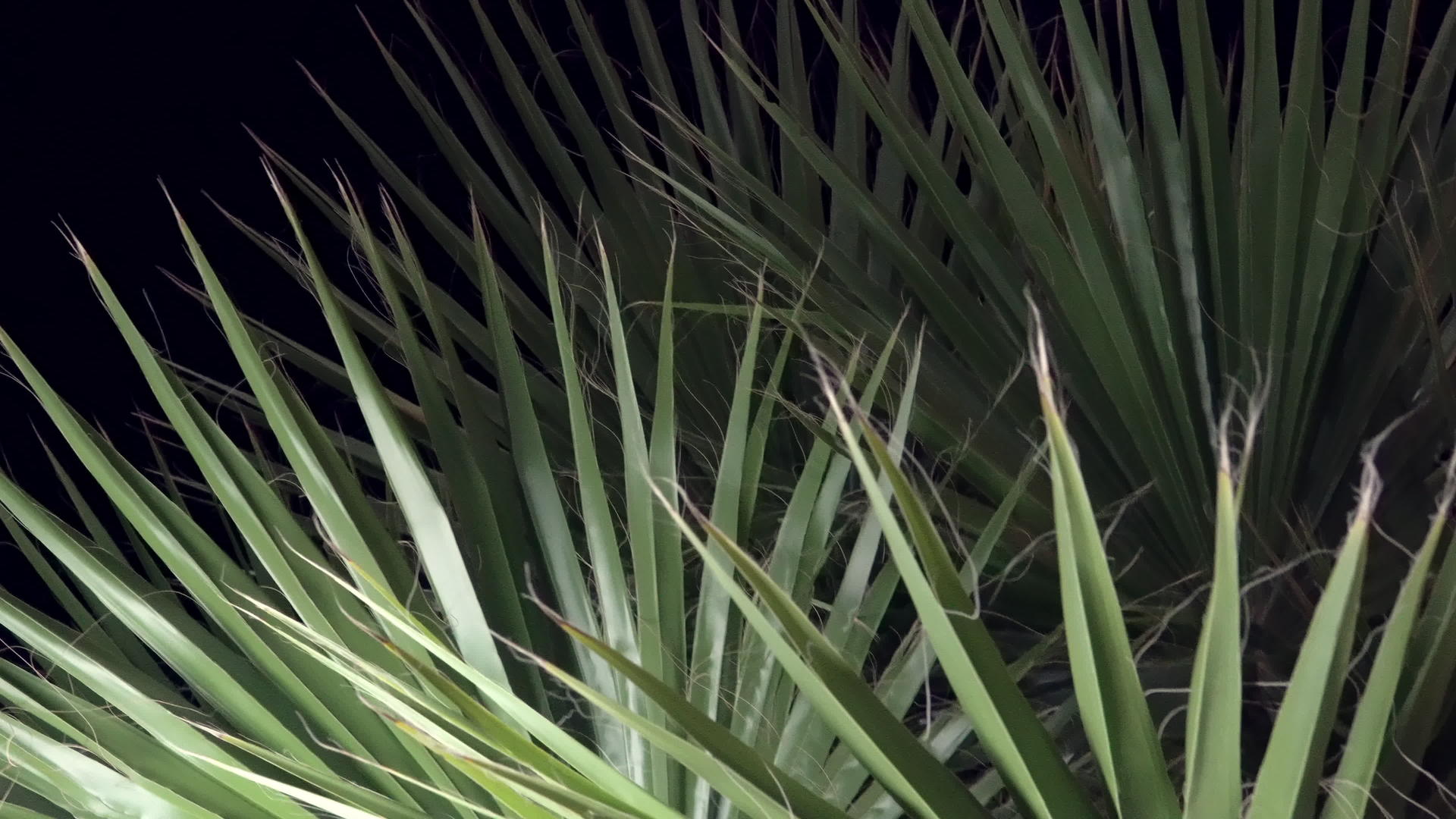 晚上椰子叶纹理背景视频的预览图