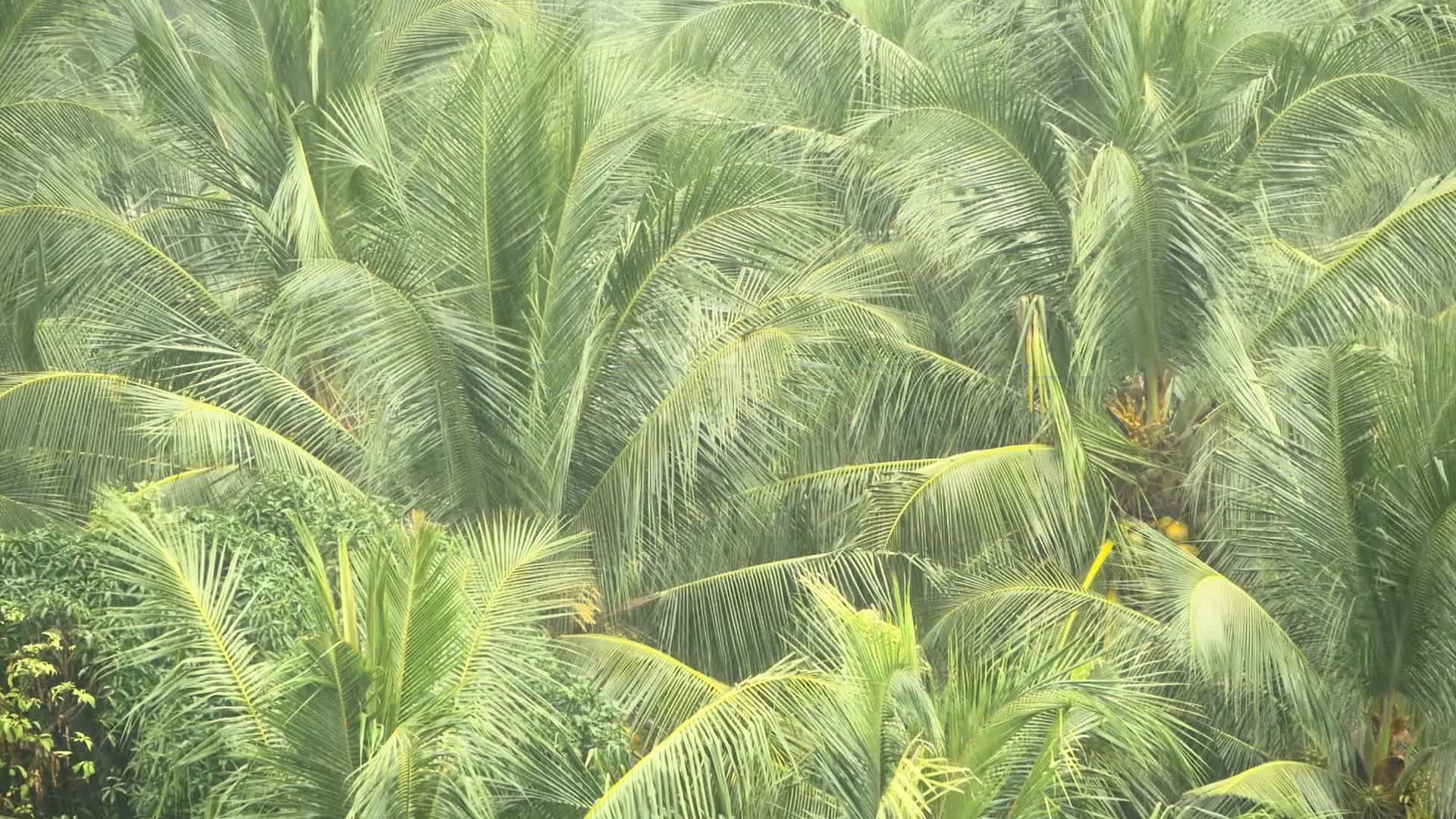 椰子棕榈树的绿枝在热带雨中被风冲刷视频的预览图