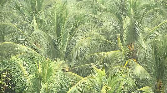 椰子棕榈树的绿枝在热带雨中被风冲刷视频的预览图
