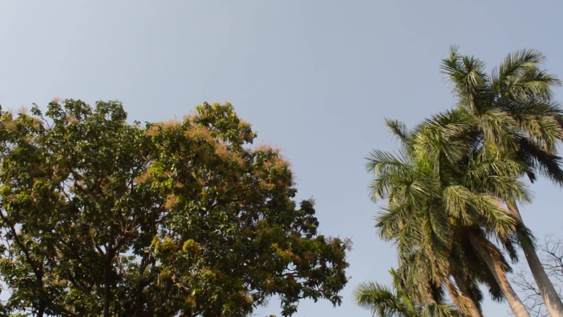 大角度视图日落阳光照亮的树顶树枝环境保护自然之美视频的预览图