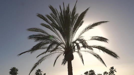 棕榈树和热带天空视频的预览图