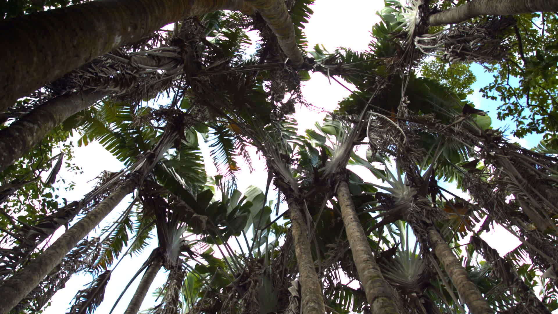 红棕榈树以毛地为花叶视频的预览图