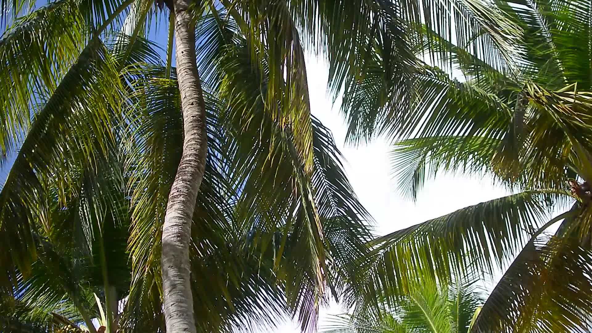 从3以上滑动棕榈树视频的预览图