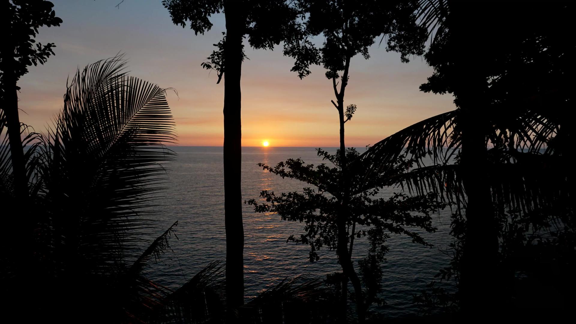 日落时有棕榈树视频的预览图