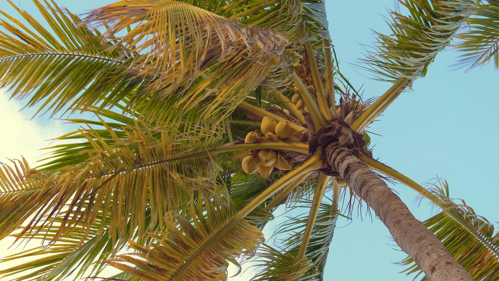 从底部可以看到棕榈树上的椰子视频的预览图