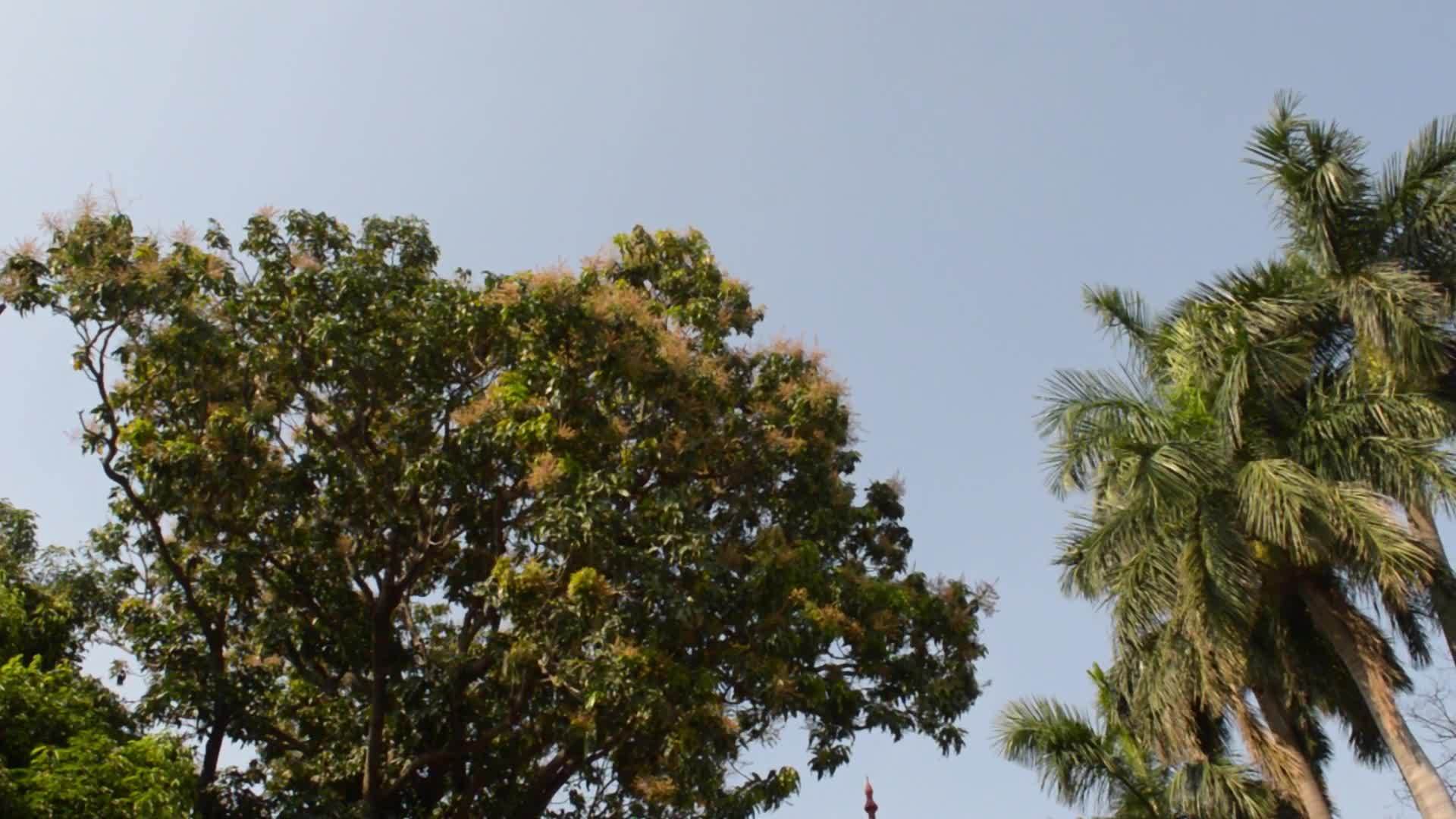 大角度视图日落阳光照亮的树顶树枝环境保护自然之美视频的预览图