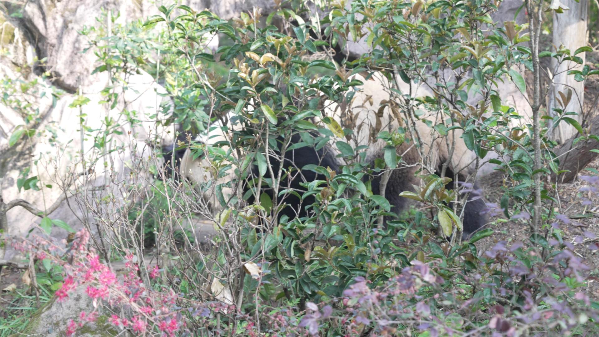 大熊猫在草丛中漫步视频的预览图