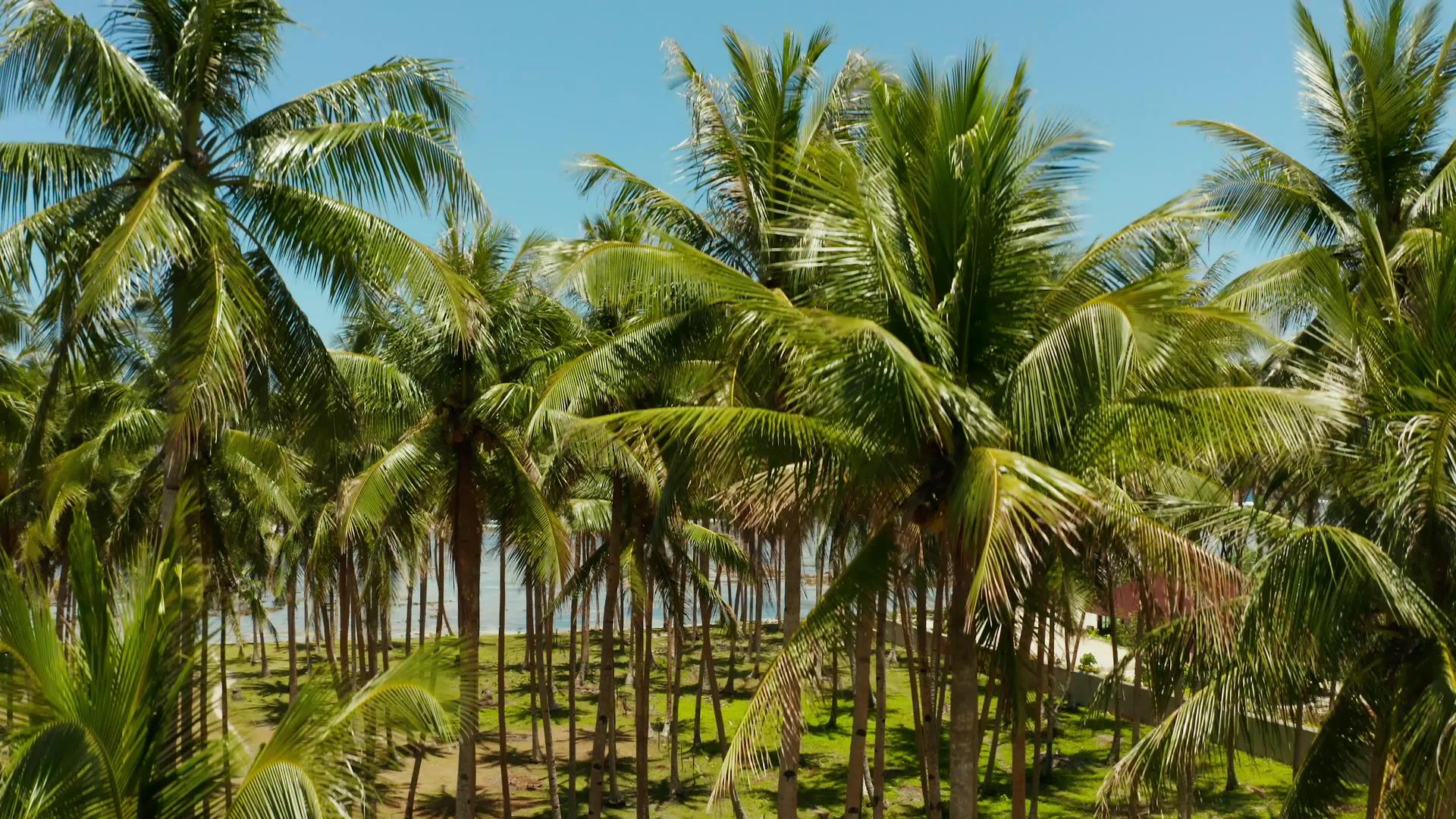 热带海滩有棕榈树在空中观察视频的预览图