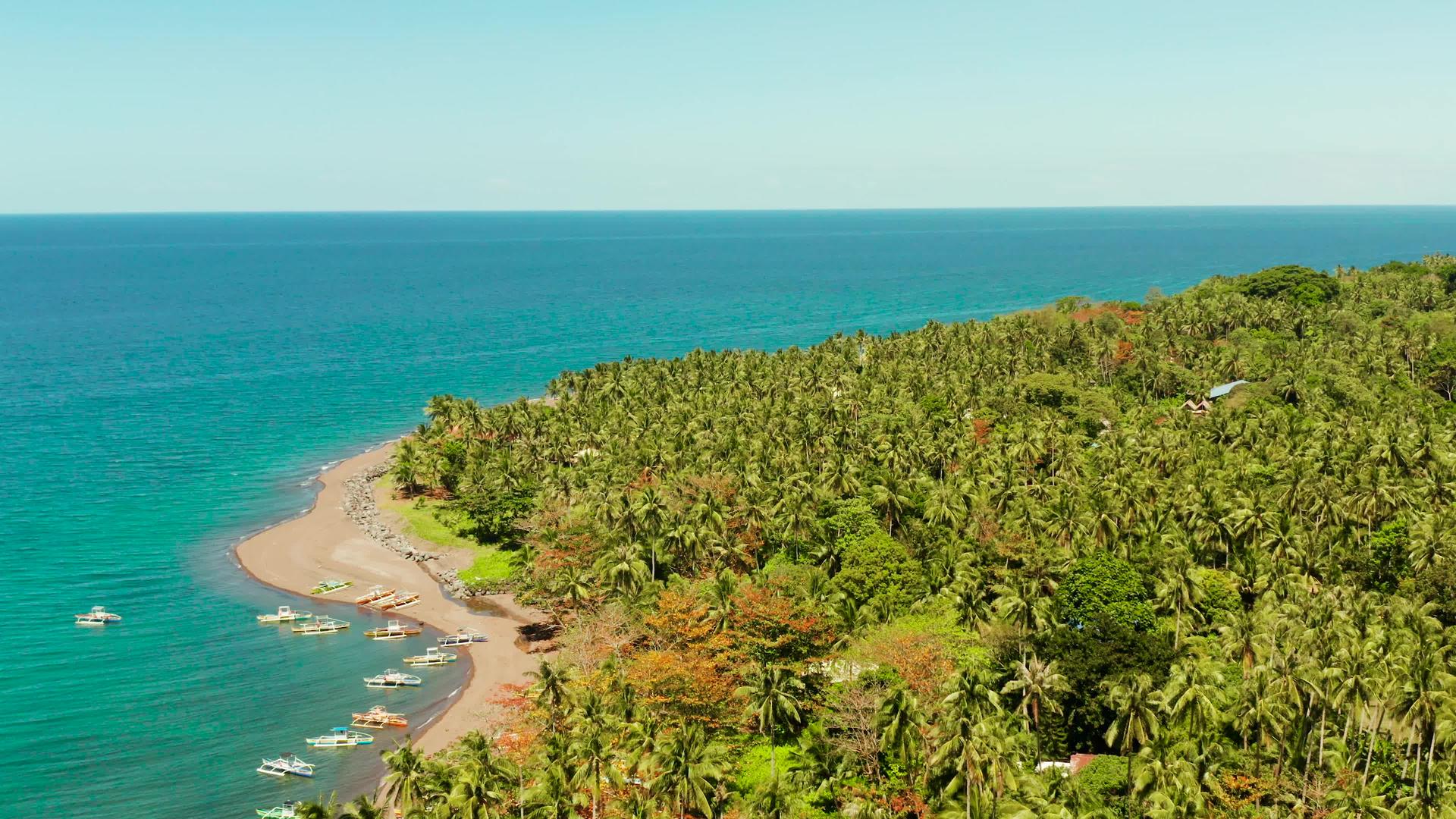 棕榈林在热带岛屿上视频的预览图