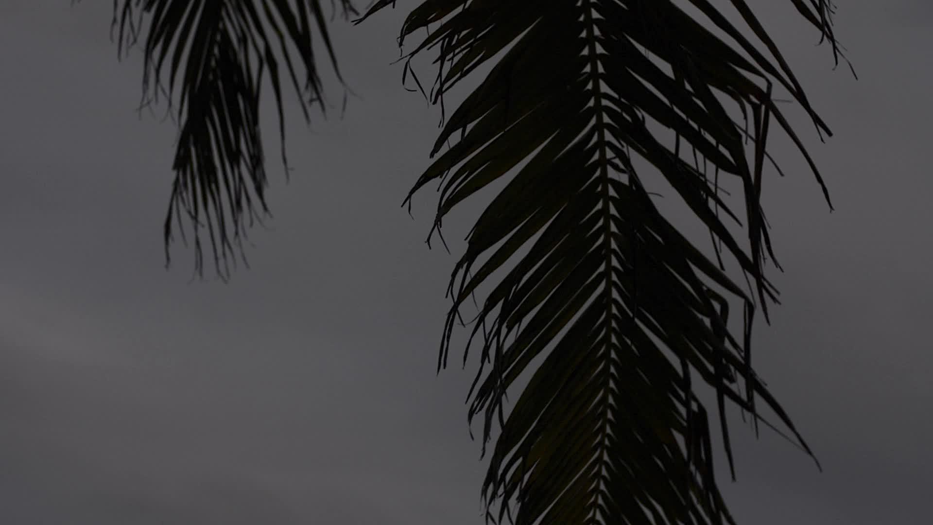 海豚棕榈叶被风吹走休眠视频的预览图