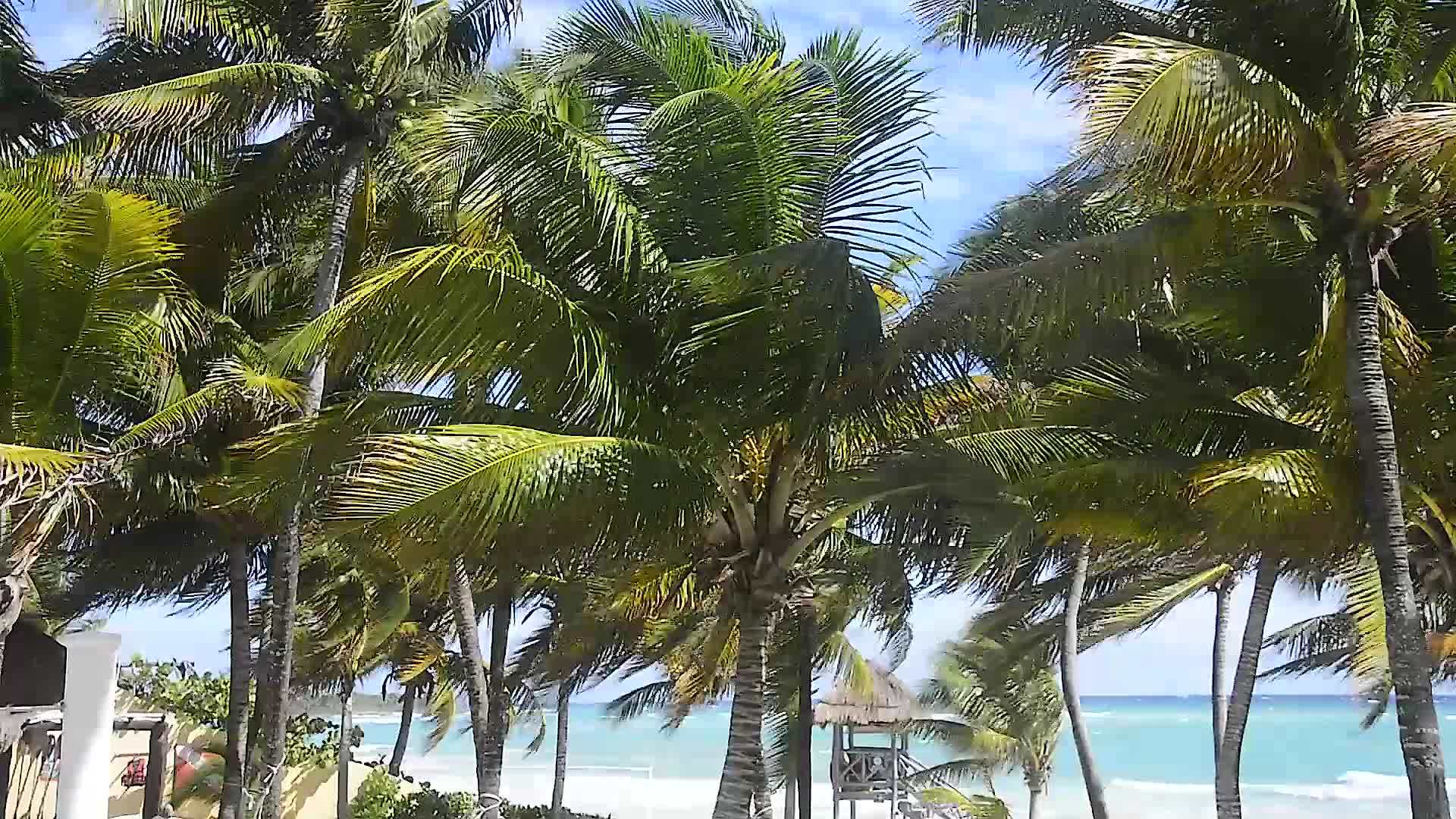 在墨西哥的xpuha海滩上的棕榈树视频的预览图