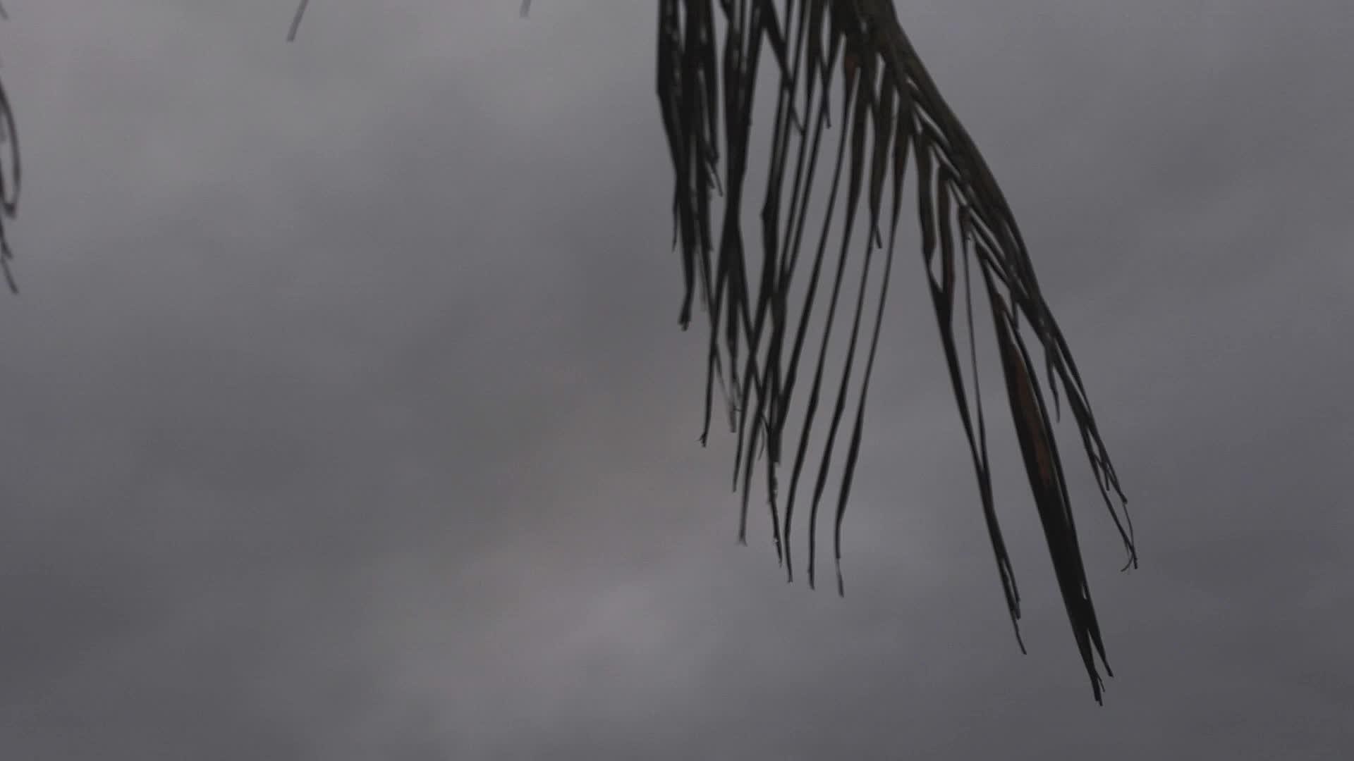 海豚棕榈叶被风吹动轮廓2视频的预览图