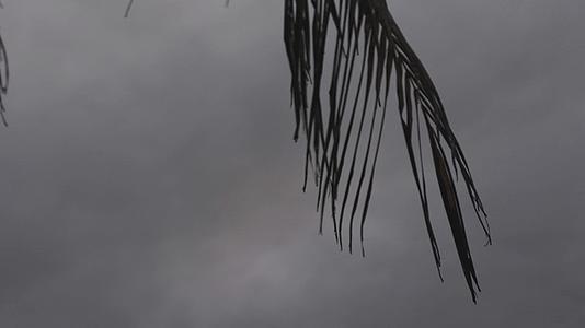 海豚棕榈叶被风吹动轮廓2视频的预览图