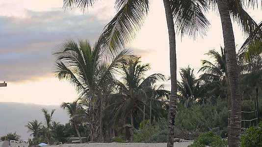 棕榈香肠后面的美丽日落视频的预览图