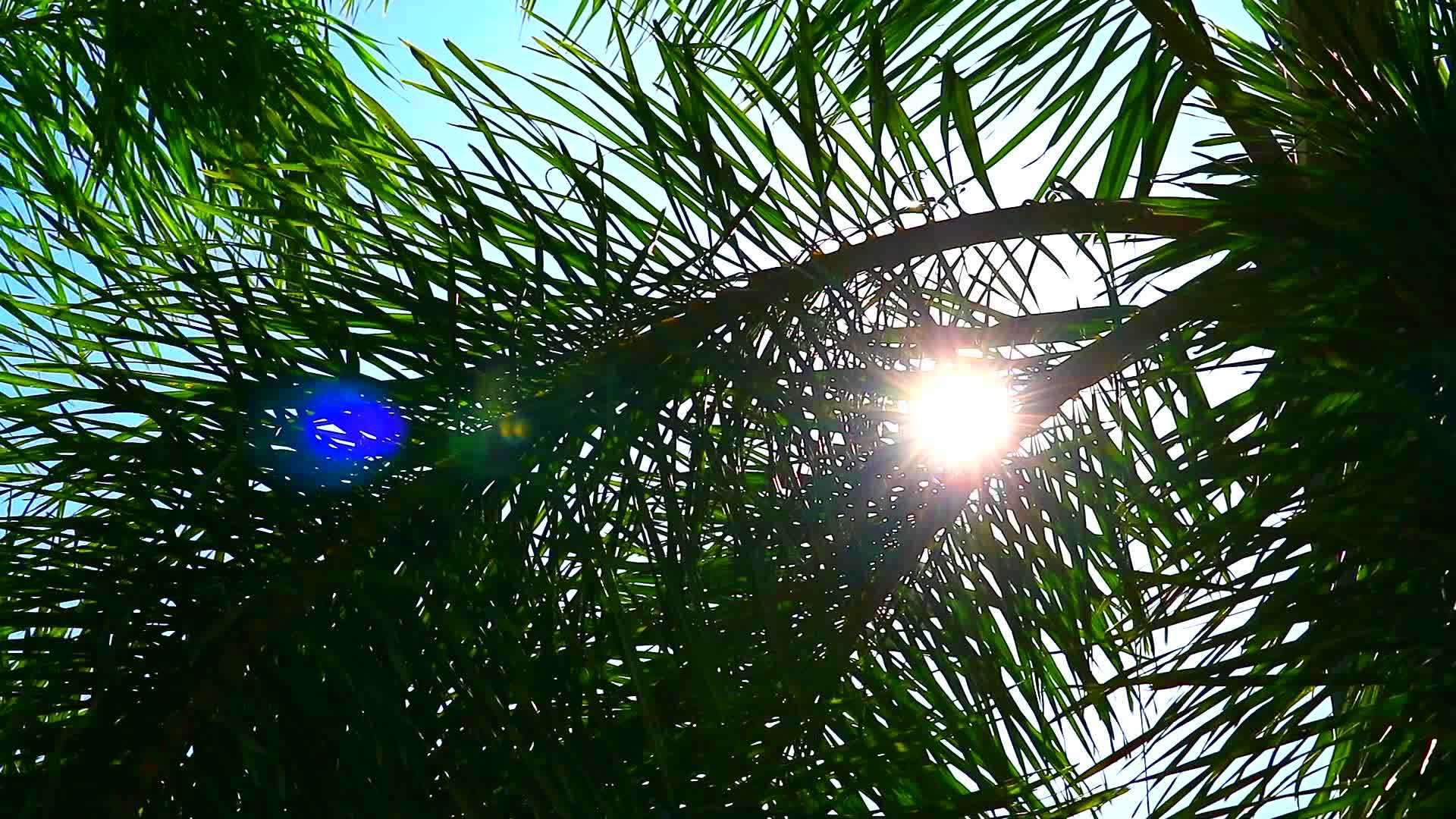 太阳照在太阳的后面棕榈叶花园里有太阳视频的预览图
