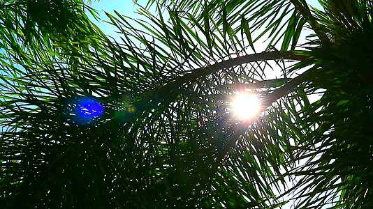 太阳照在太阳的后面棕榈叶花园里有太阳视频的预览图