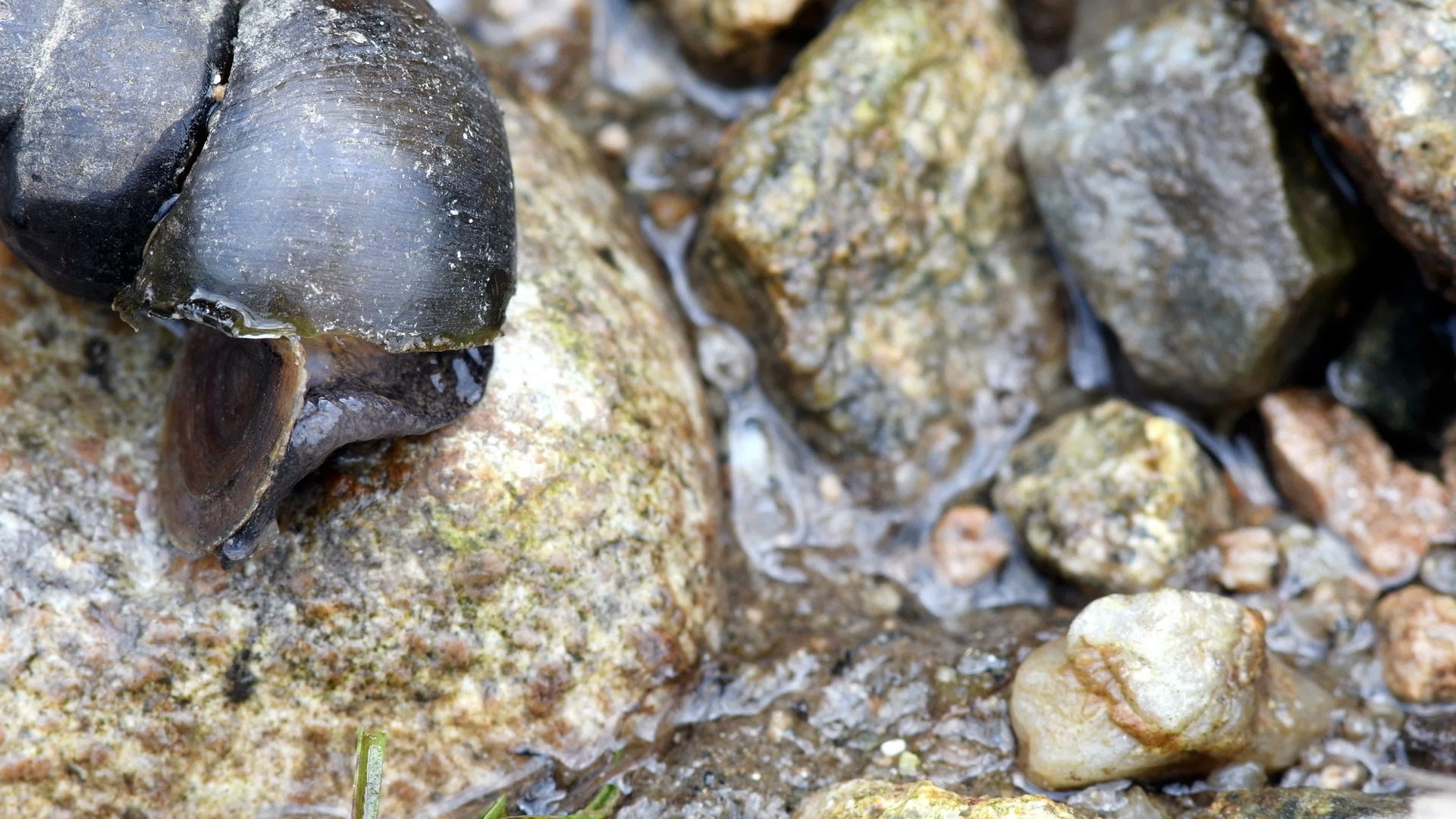 棕岩上的大蜗牛视频的预览图