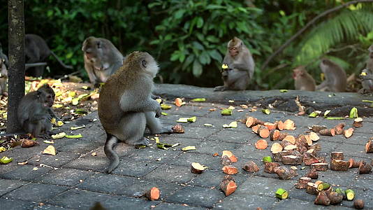 许多猴子来公园吃早餐视频的预览图