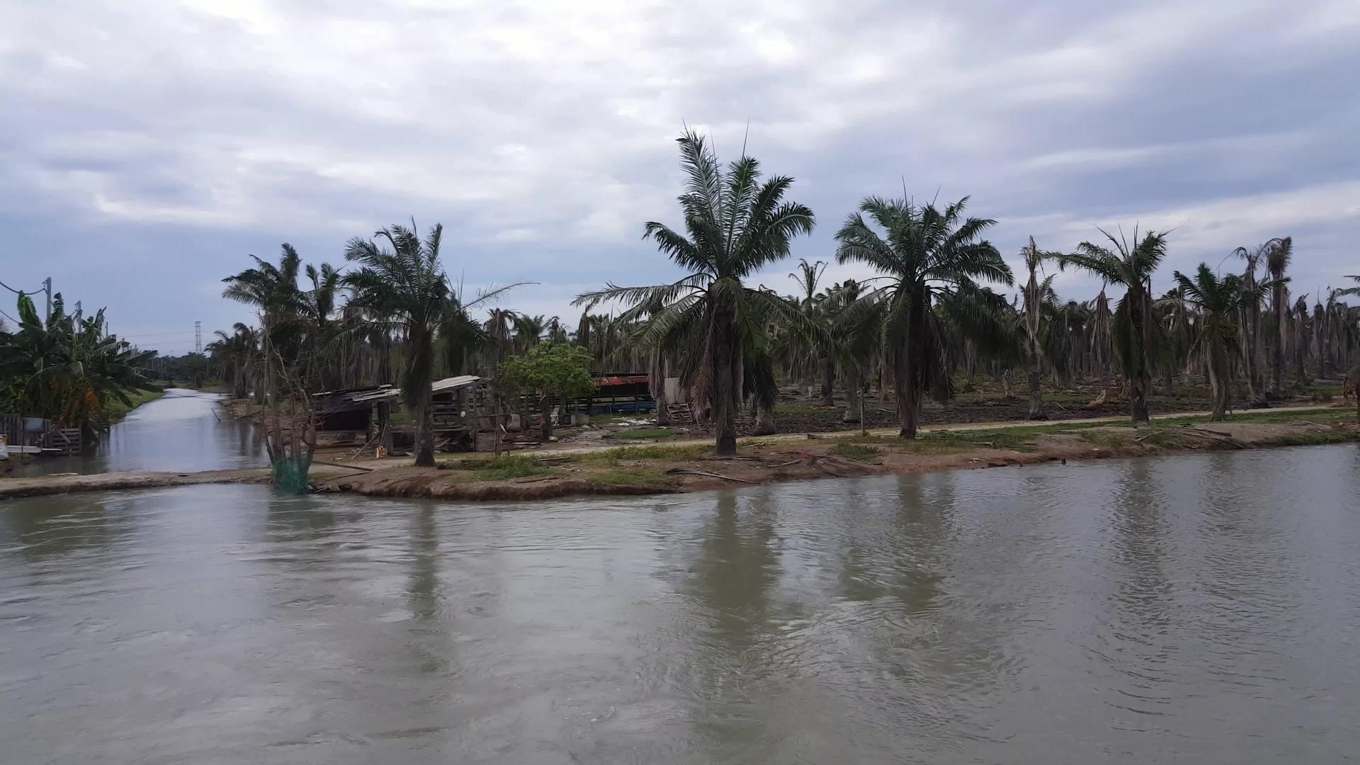 水中反射干油棕榈视频的预览图