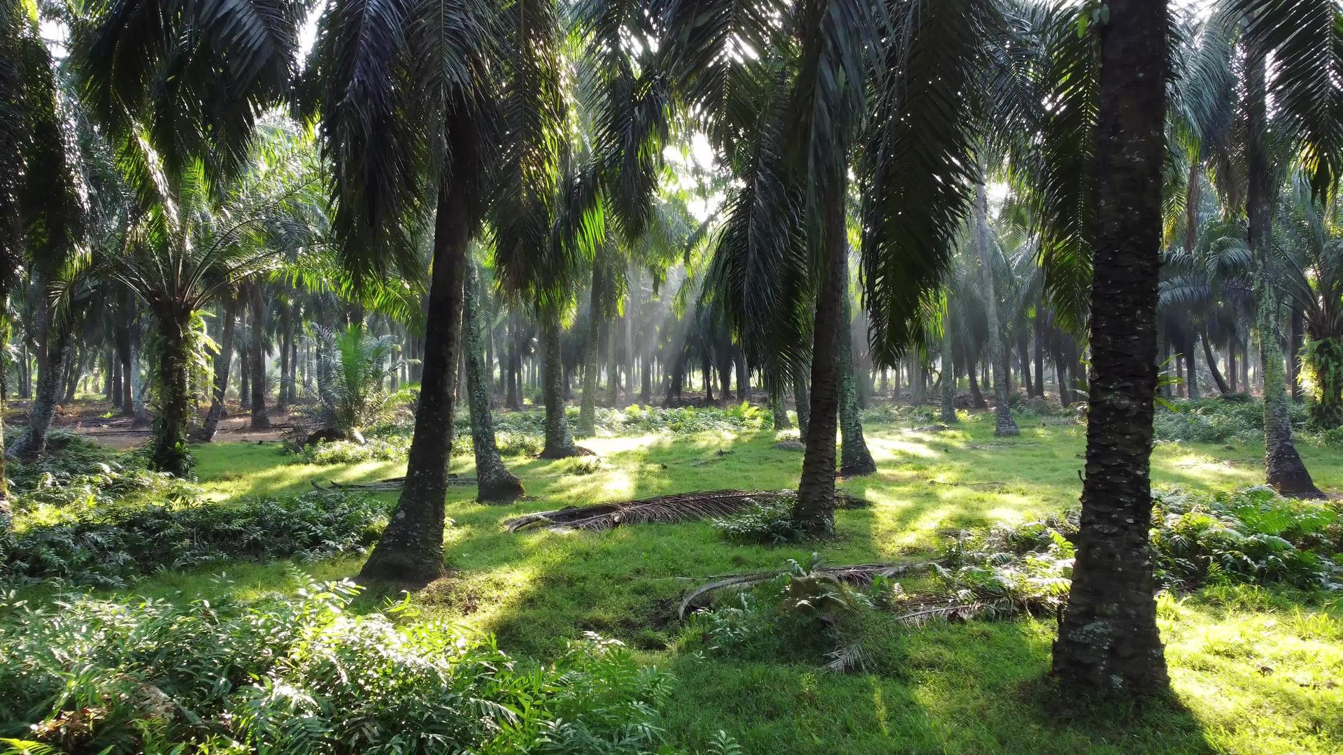 移动油棕榈种植园在阳光下视频的预览图