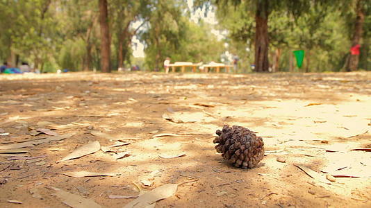 一个干燥的棕褐松锥躺在地上面对着森林中许多干燥的叶子视频的预览图