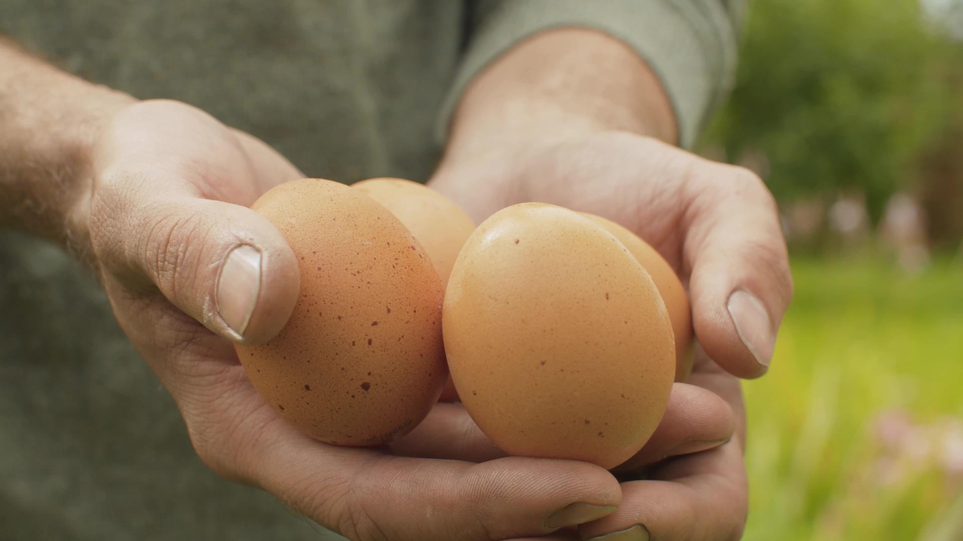 鸡蛋在农民手里视频的预览图