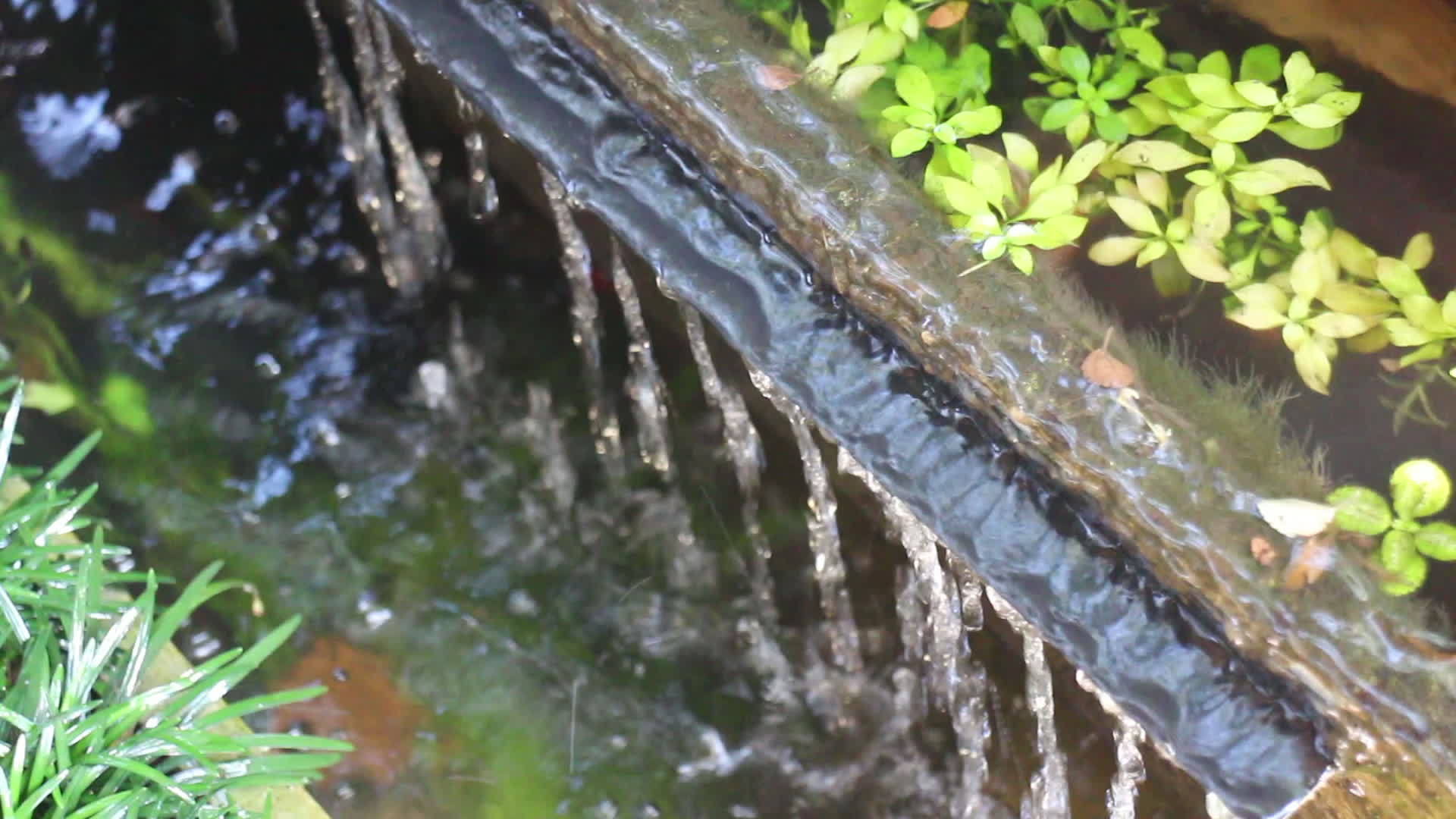 花园里的水池视频的预览图