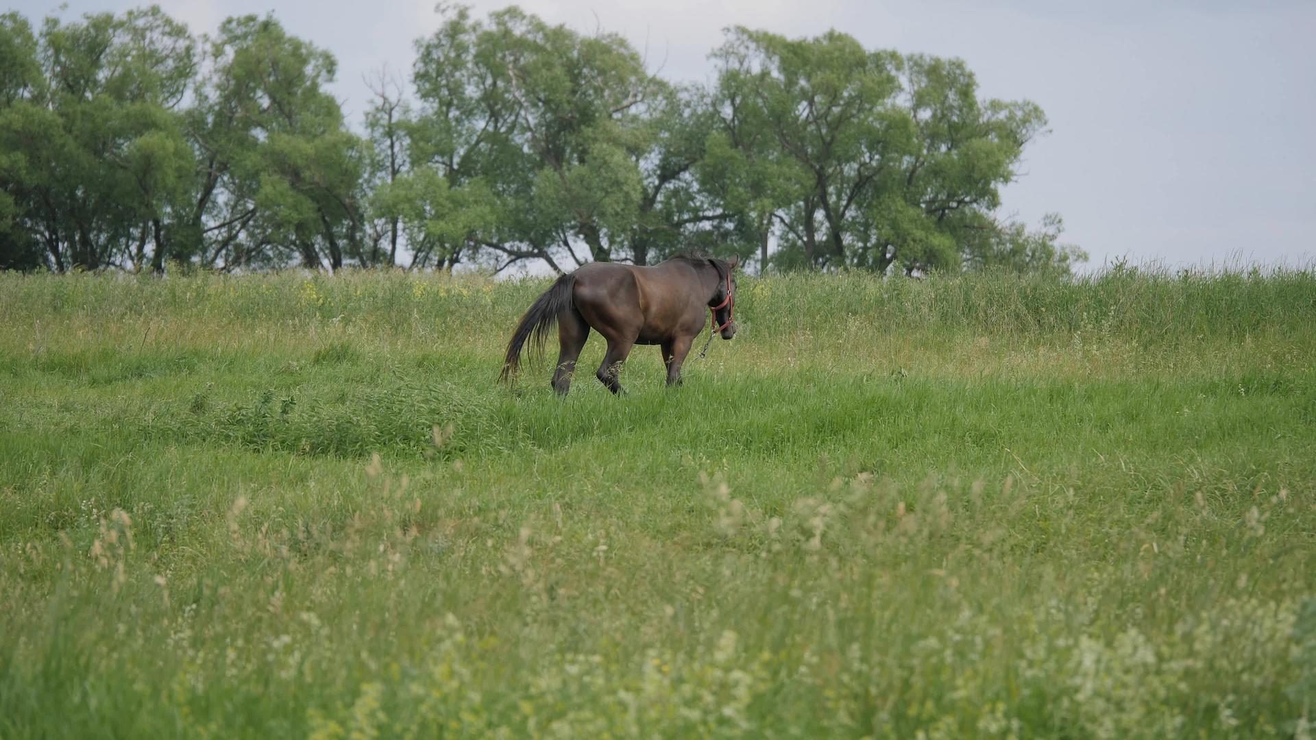 草地上的棕色马完全是棕色的视频的预览图