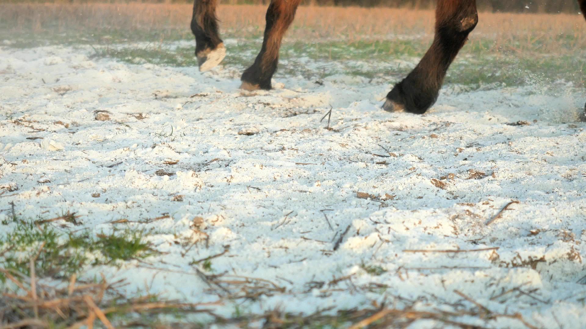 马在奔跑用于消毒的粘土和白石灰从蹄子中飞出腿在快速移动视频的预览图