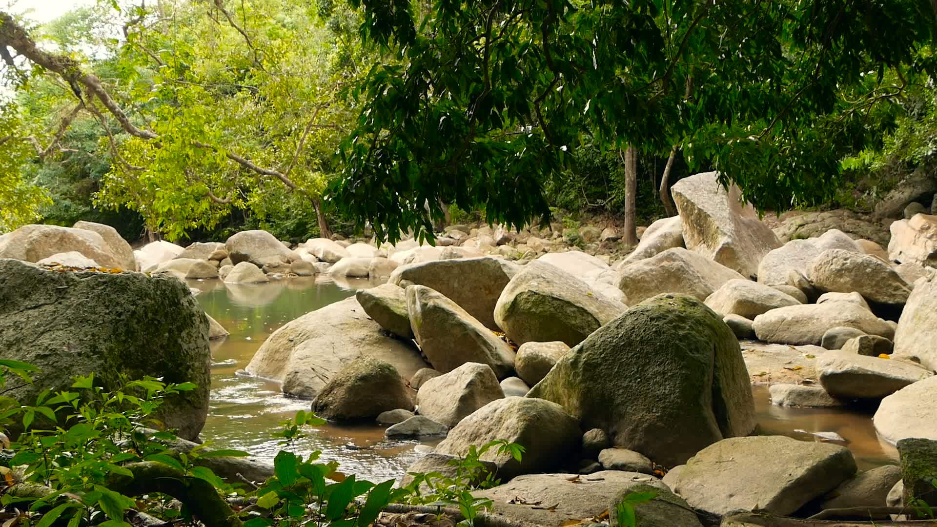 雨林和河流的景岩石深热带森林丛林和树木视频的预览图