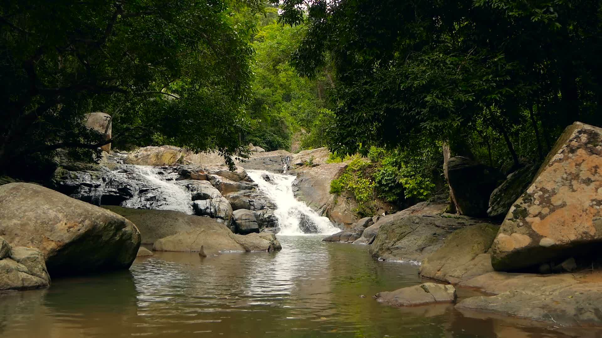 雨林和河流的景岩石深热带森林丛林和树木视频的预览图