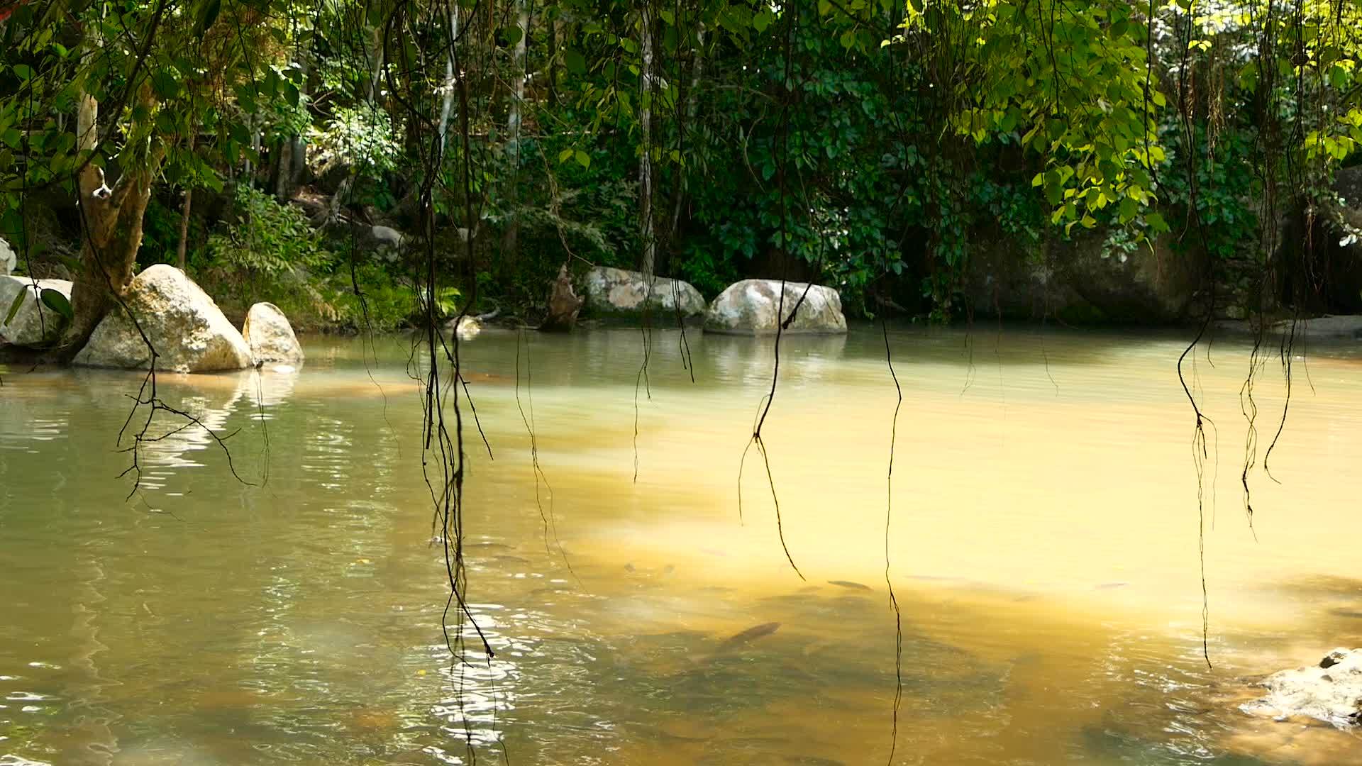 雨林、河流和岩石野生植被深热带森林和树木视频的预览图
