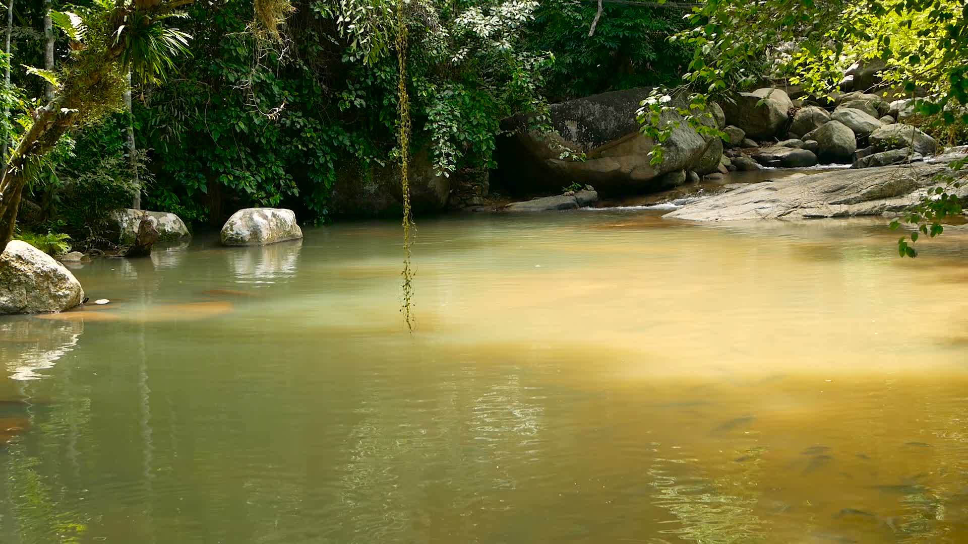 雨林、河流和岩石野生植被深热带森林和树木视频的预览图