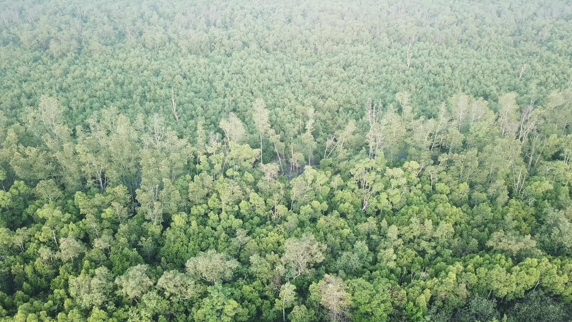 Malaysia红树林的顶部视图视频的预览图
