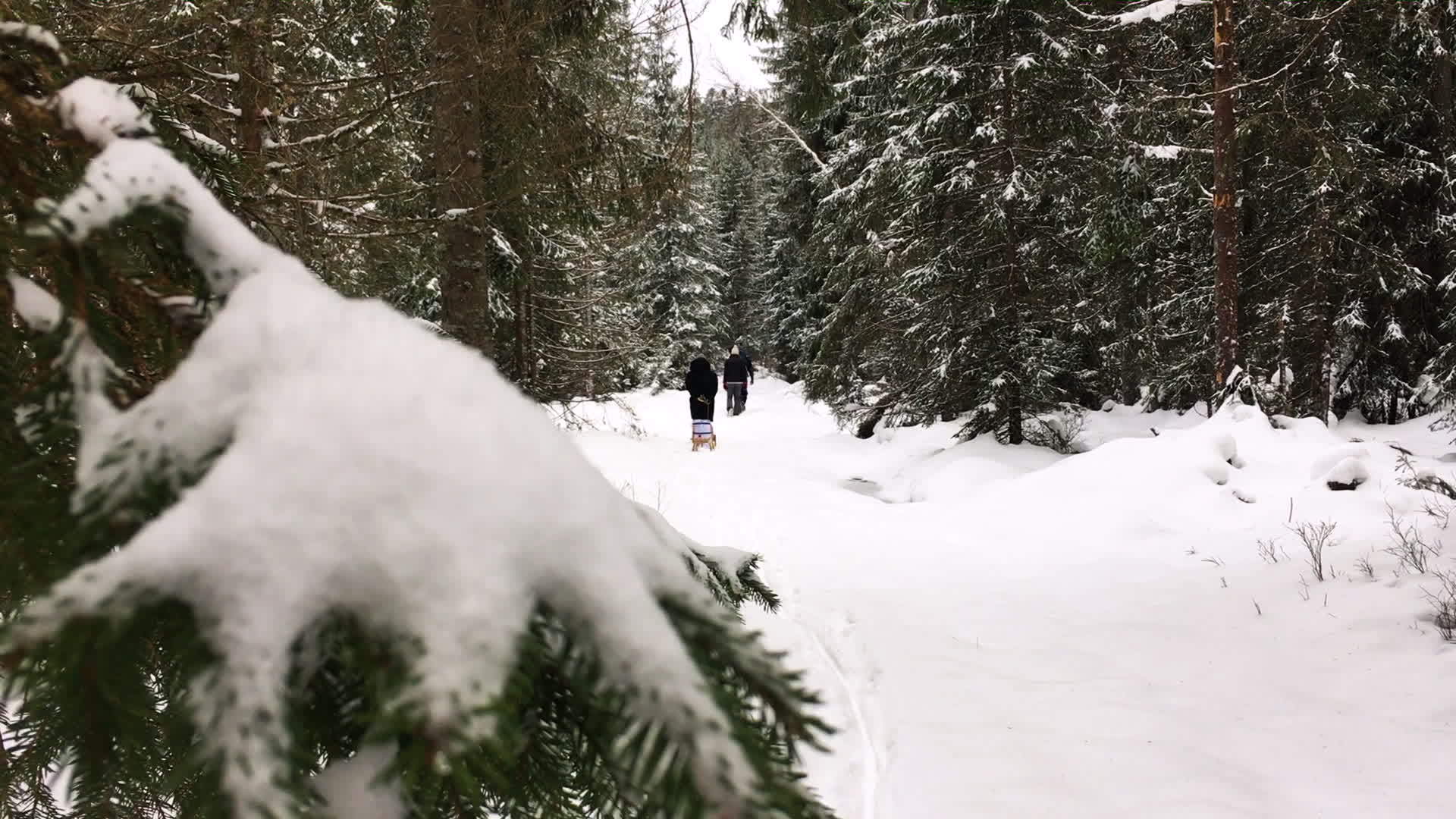 白雪森林和一群人在消失点行走视频的预览图