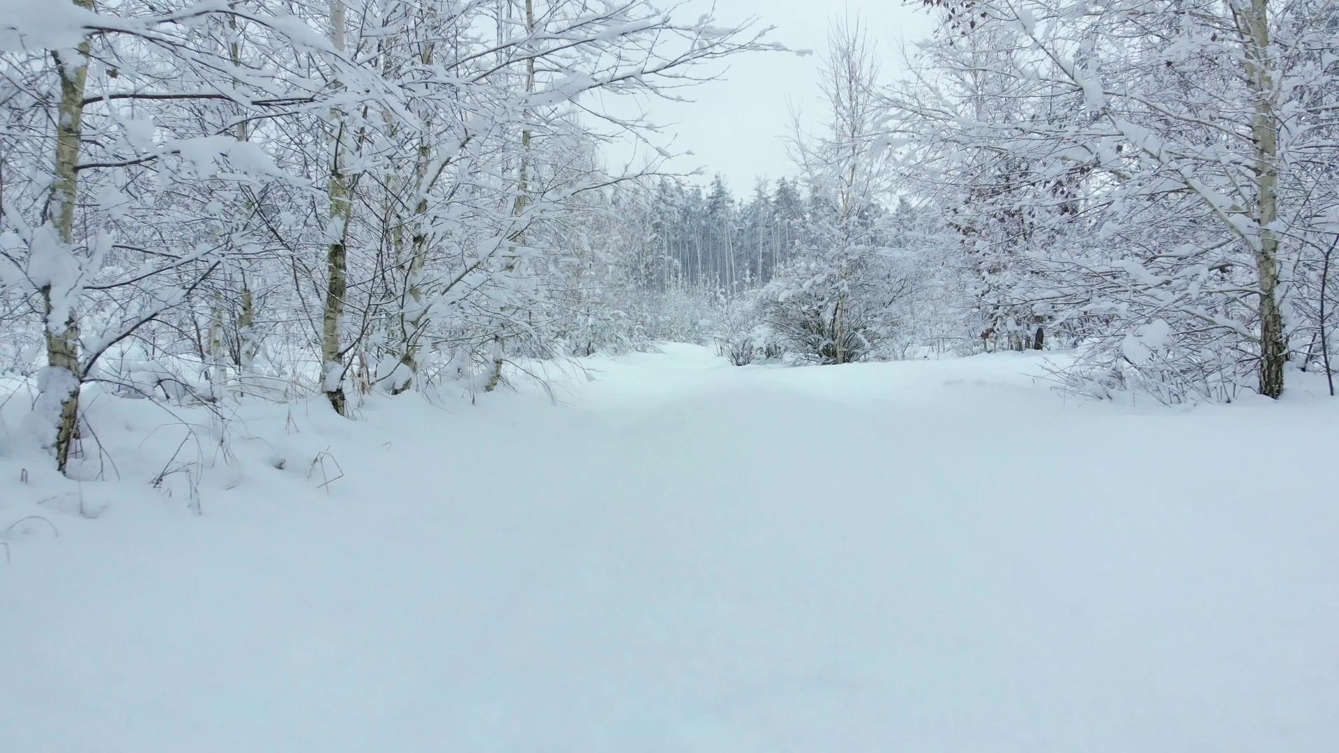 冬天森林里的雪路正在向后移动视频的预览图