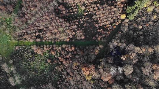 美丽的秋天在乡村秋天森林顶部视图混交林绿色针叶树视频的预览图