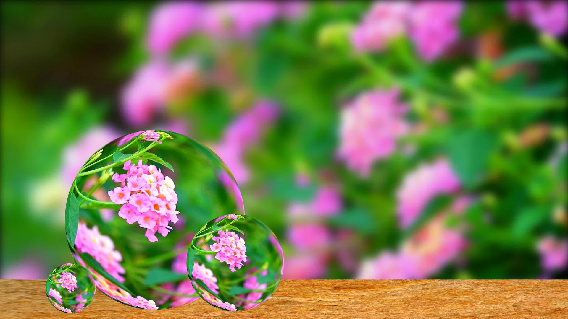 马缨丹五颜六色的粉色花束在花园里的倒影模糊了视频的预览图