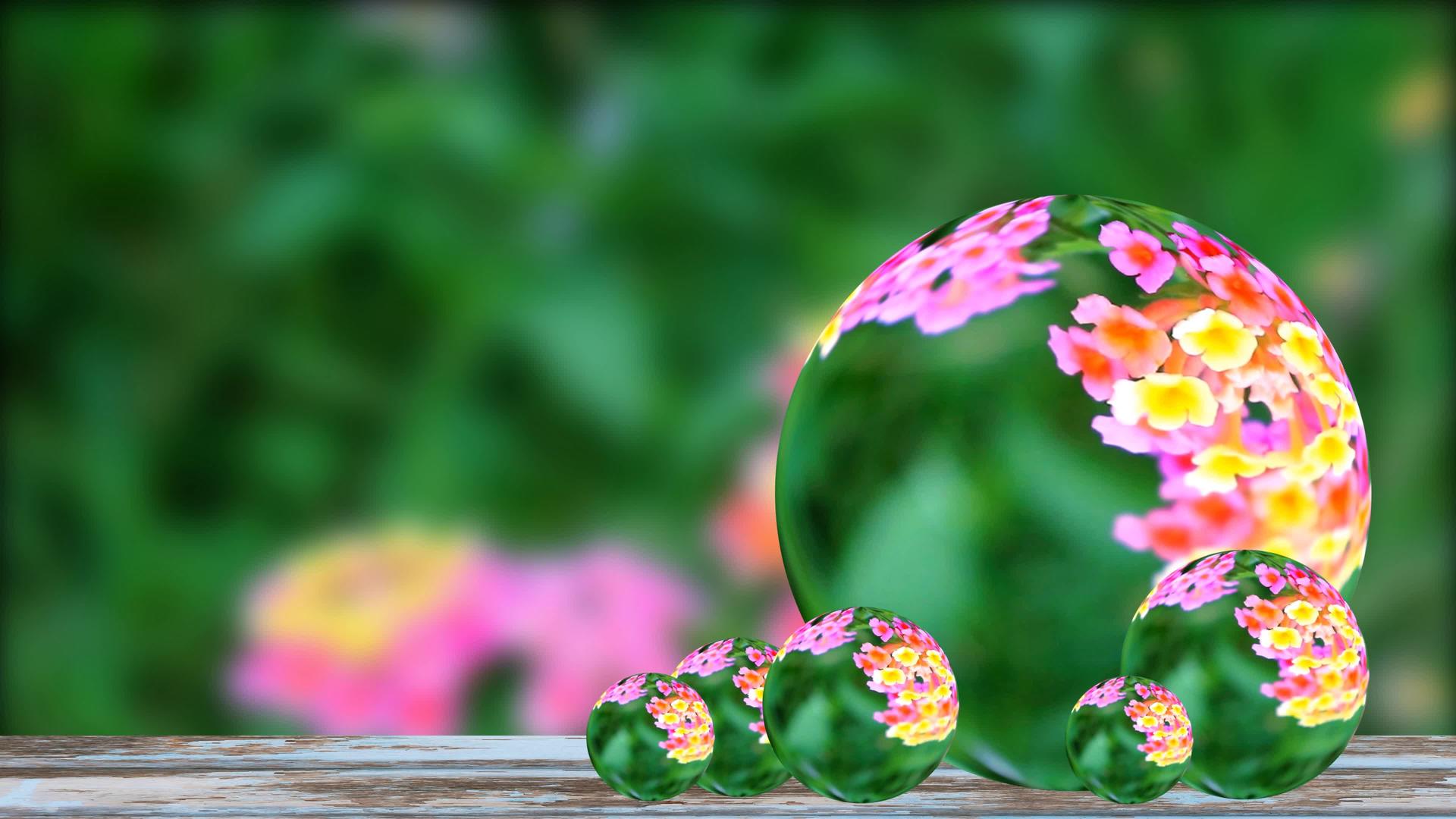 在花园里各种颜色在水晶球玻璃上开花绿叶背面呈粉红色视频的预览图
