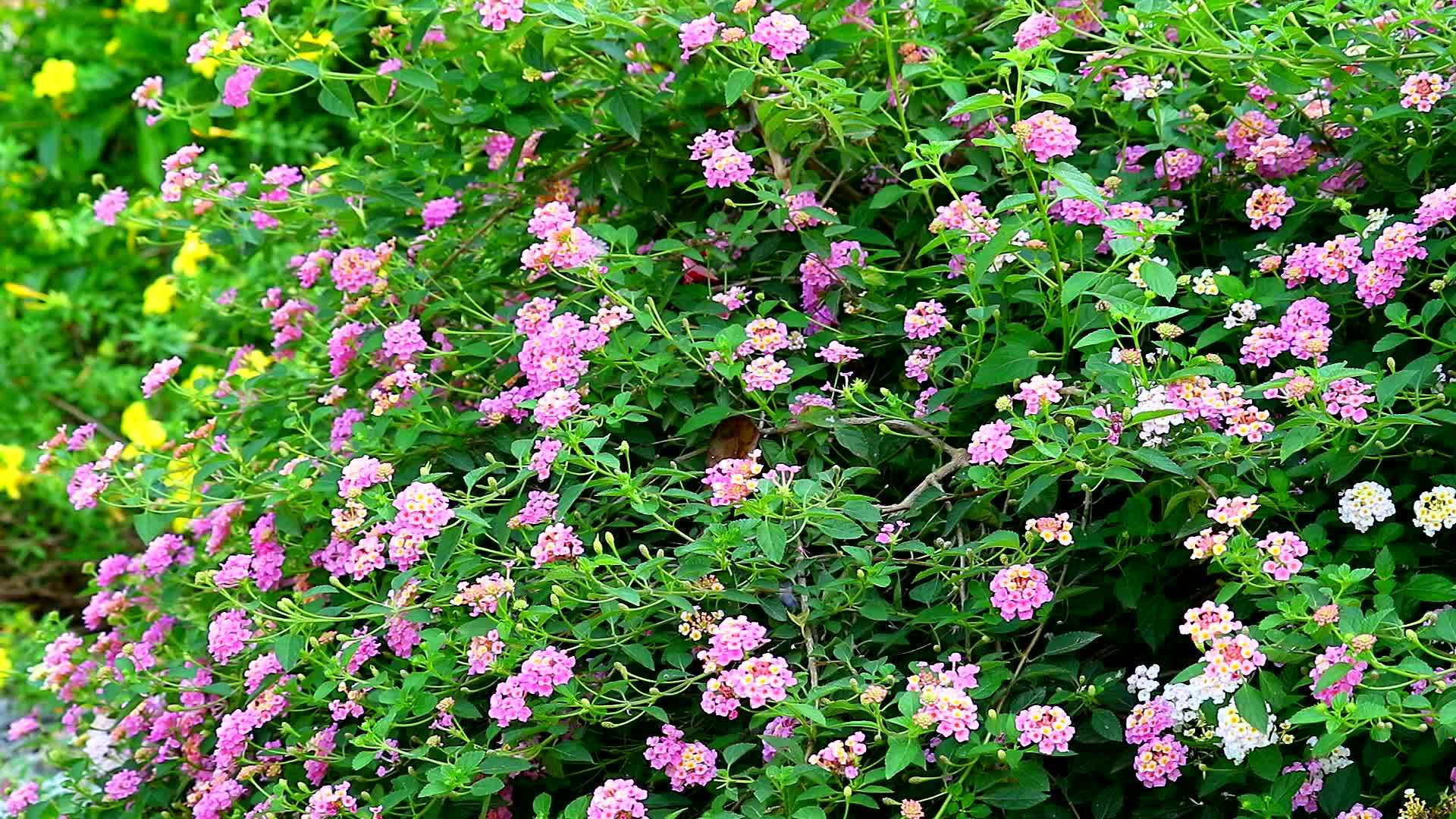 马缨丹五颜六色的粉红色花束在花园里盛开视频的预览图