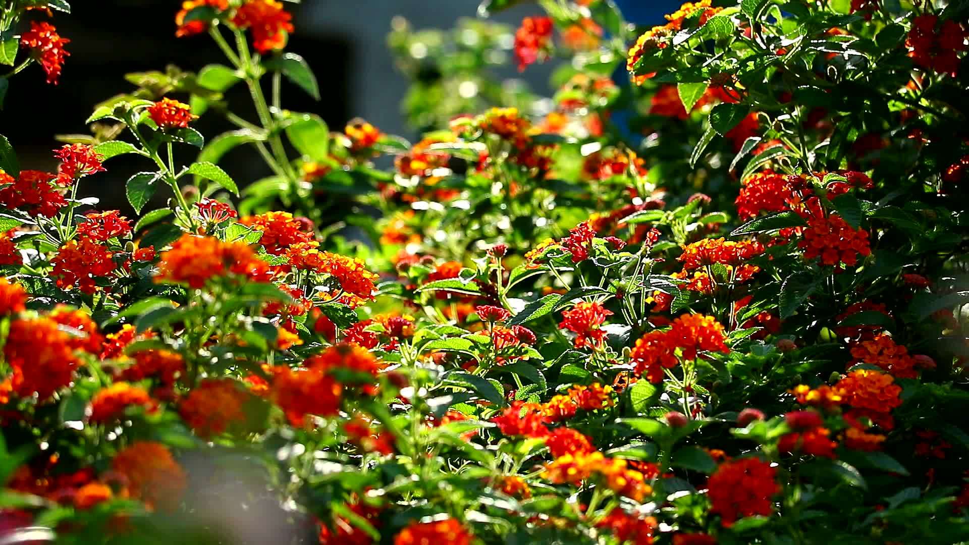 马缨丹五颜六色的红橙黄色花束盛开蝴蝶在花园里视频的预览图