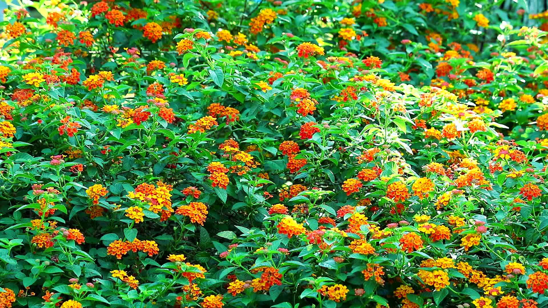 马缨丹五颜六色的红橙黄色花束在花园里盛开视频的预览图