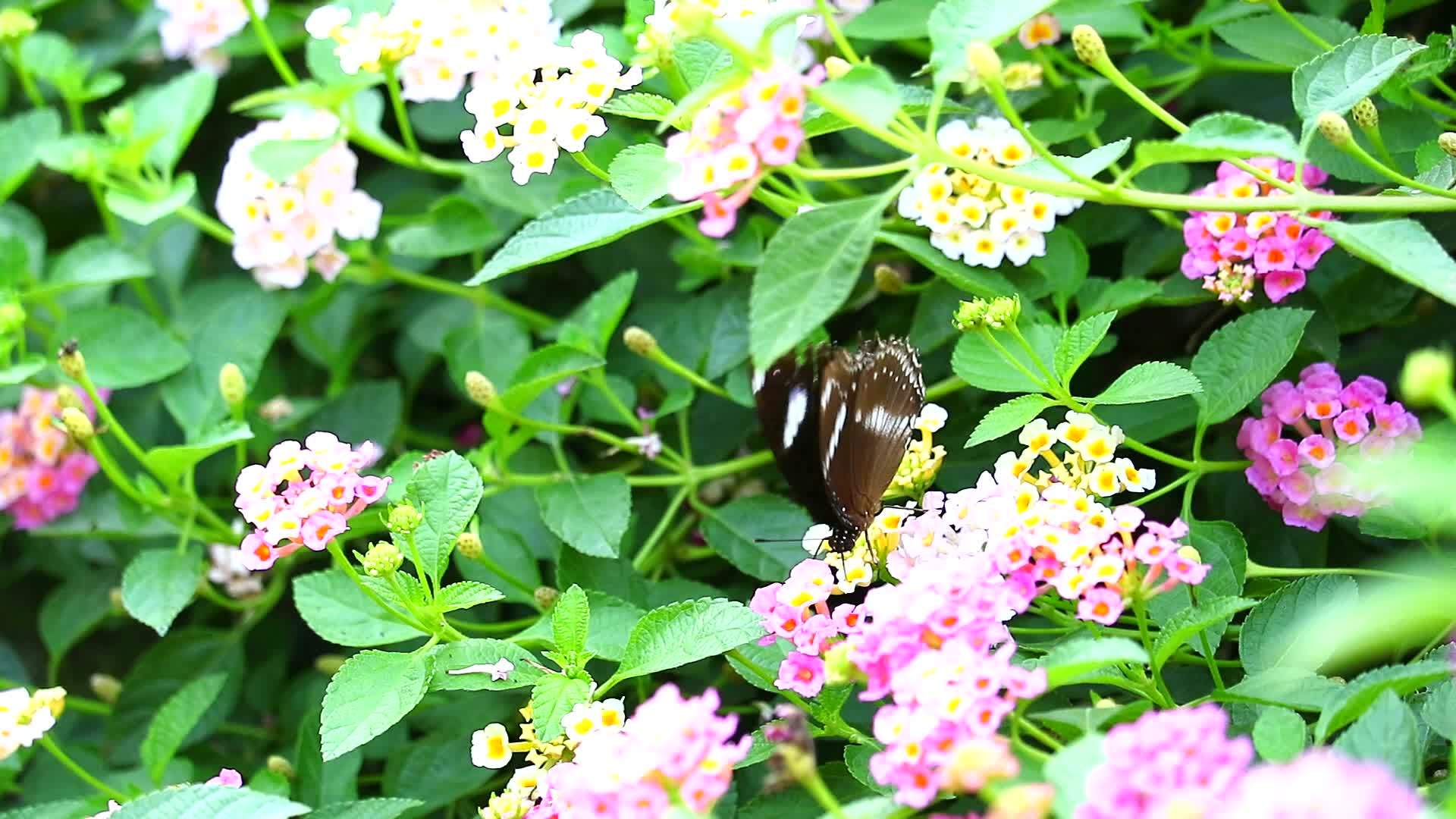蝴蝶在花朵中的粉红色亚特兰大白辣椒上发现了甜蝴蝶视频的预览图