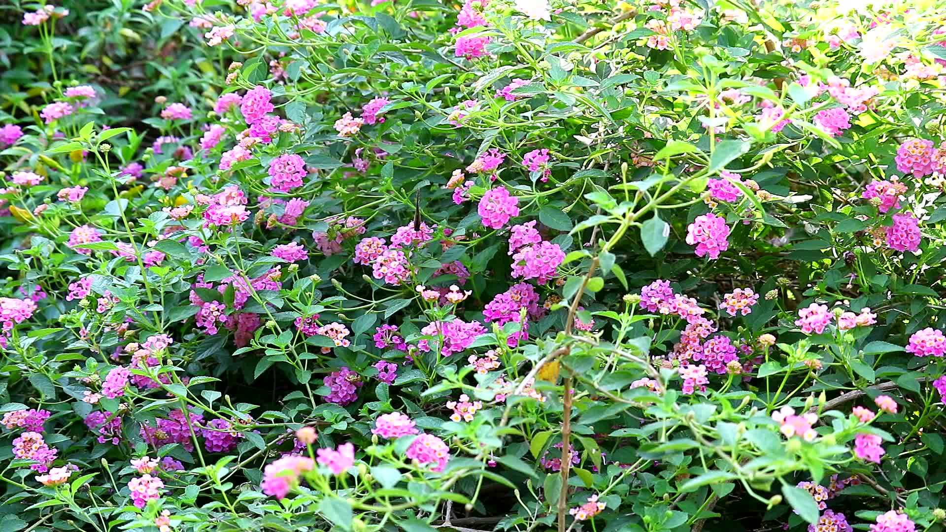 马缨丹五颜六色的粉红色和白色的花束在花园里盛开视频的预览图