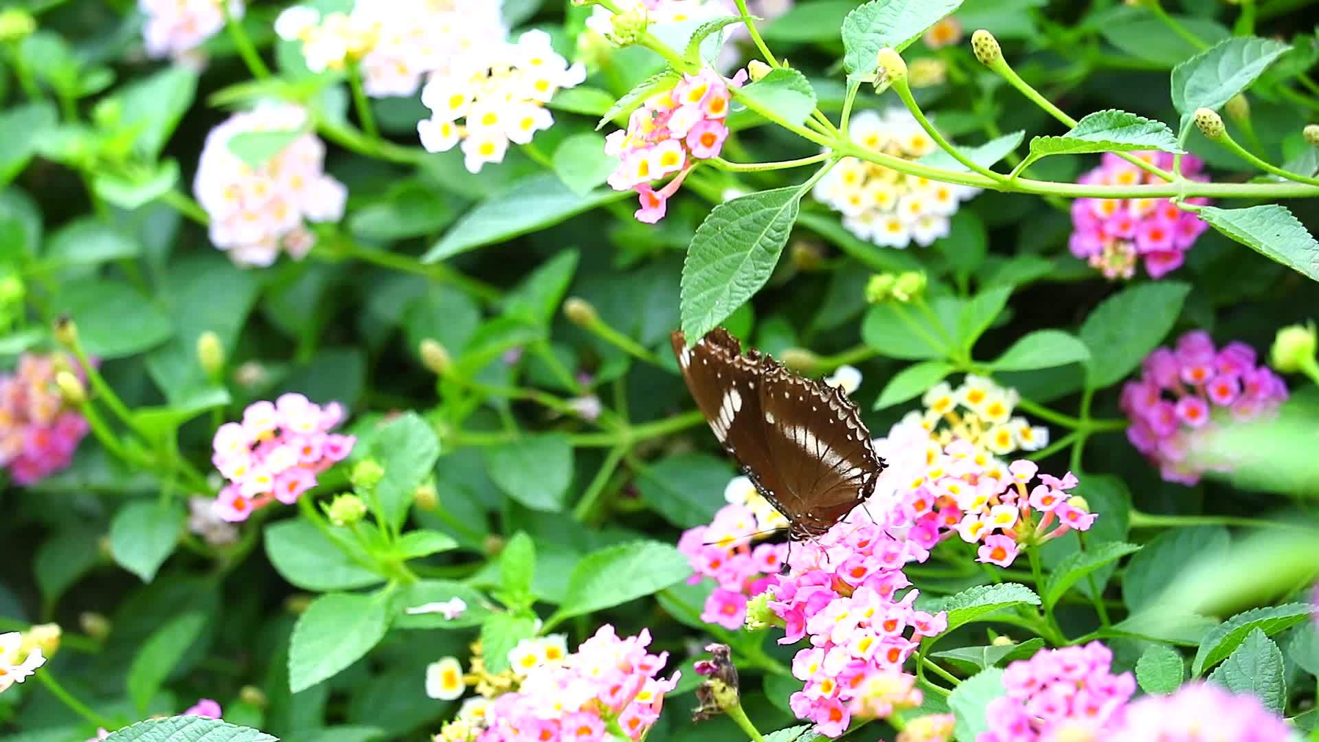 蝴蝶在花园的花朵2中发现了粉红色的亚特兰大白斑马视频的预览图