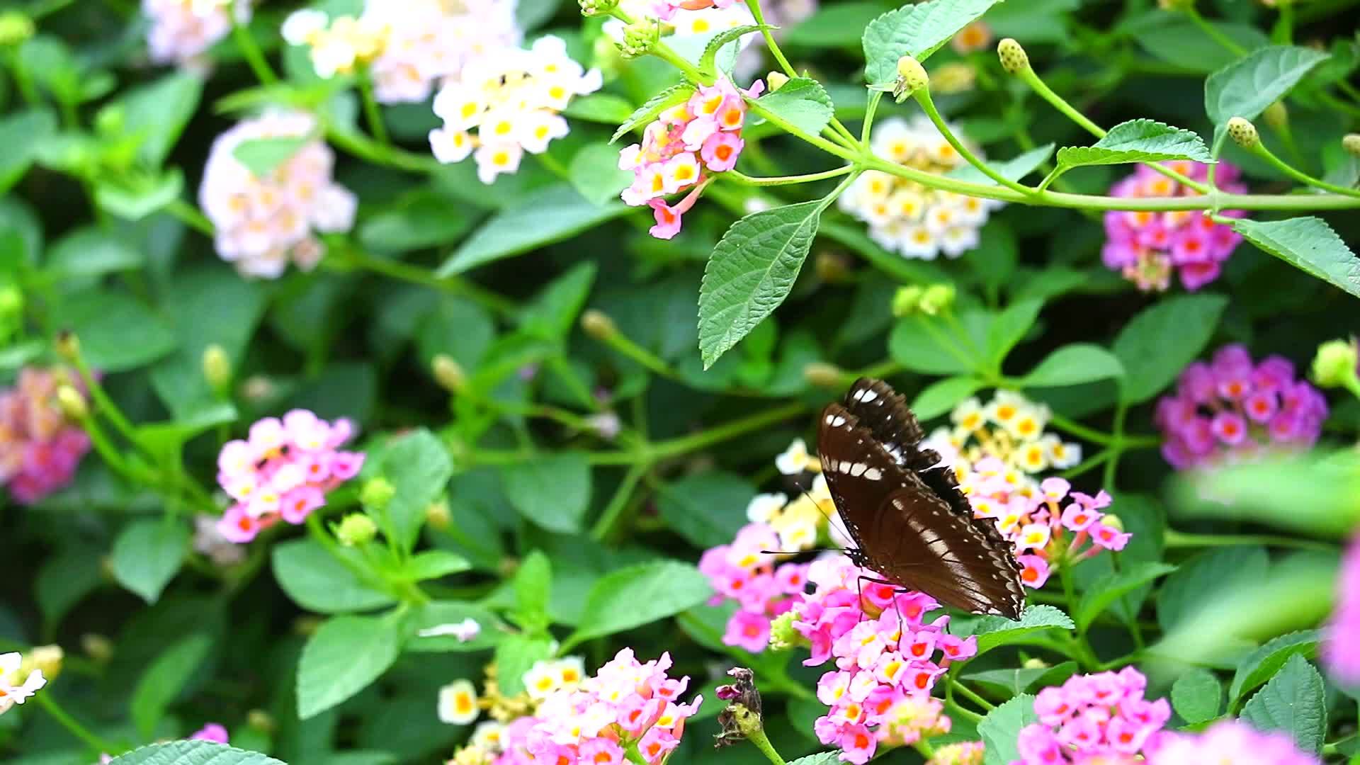 蝴蝶在花园的花朵3中发现了粉红色的亚特兰大白斑马视频的预览图