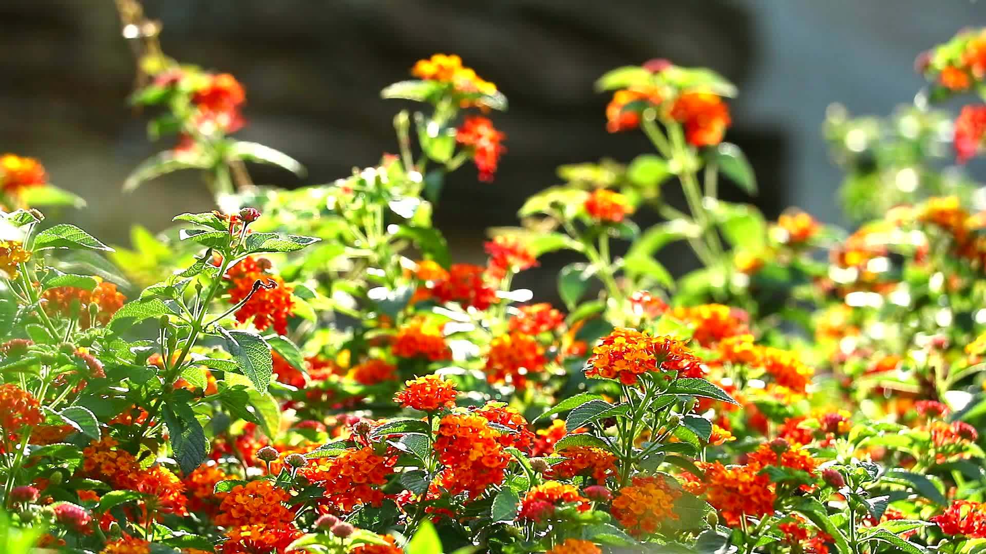 花园里盛开着蝴蝶和鲜花棕色、橙色和黄色的花束视频的预览图