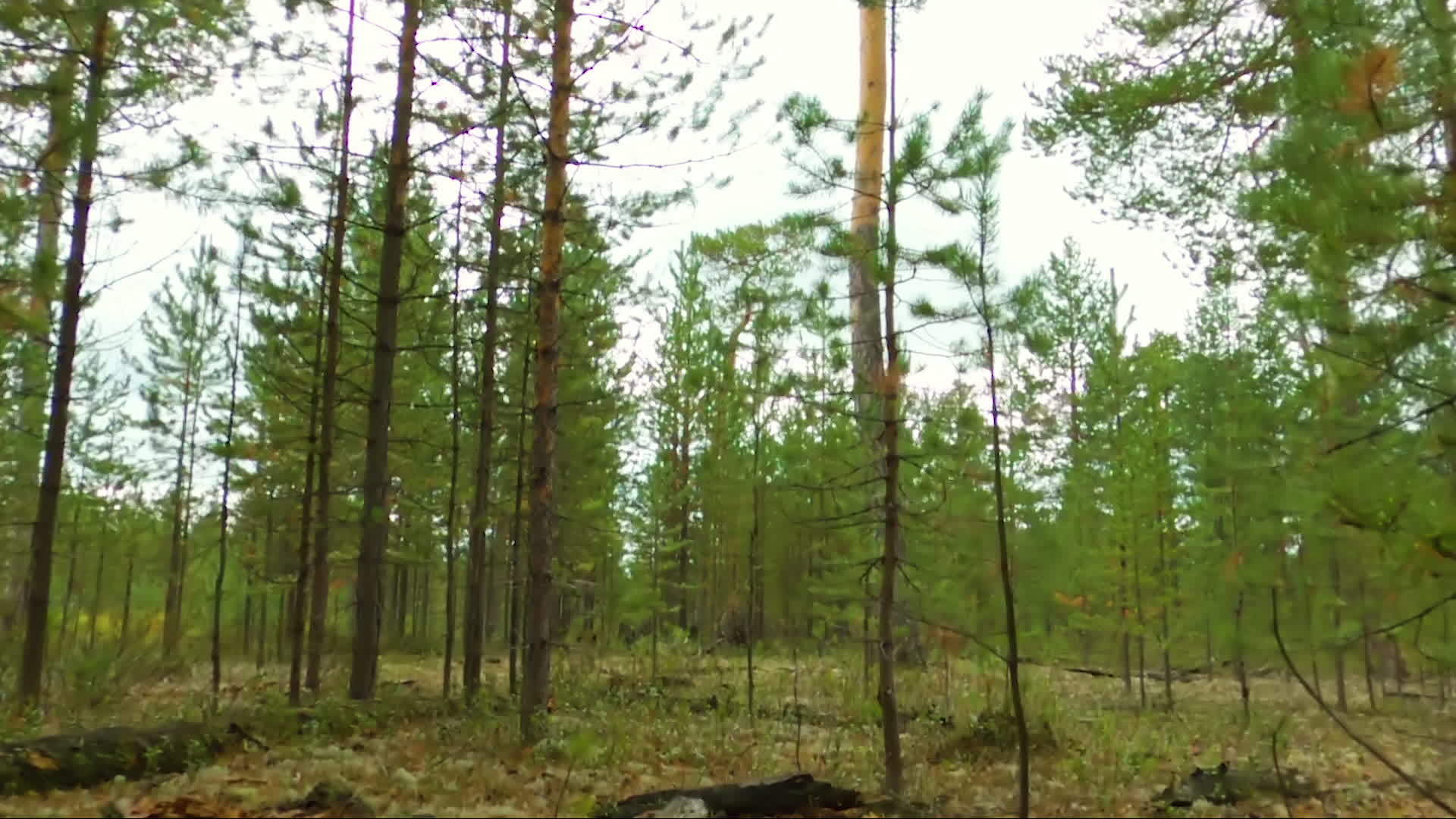 西比亚森林自下而上高大的松树土石视频的预览图